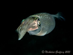 Reef Squid (Sepioteuthis sepioidea) at Blue Heron Bridge by Nicholas Godfrey 